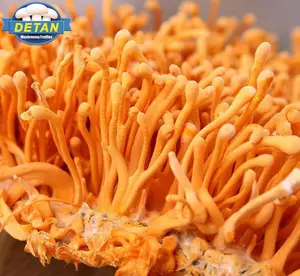 Cordyceps Militaris/Jamur Ulat Tiongkok