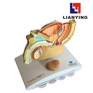 Equipo educativo Modelo de Anatomía de próstata de órgano sexual masculino - Product Image 2