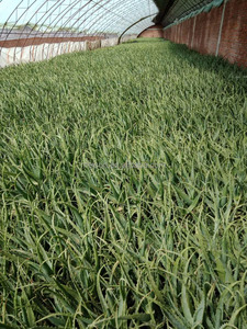 D'ALOE ARBORESCENS - Product Image 3