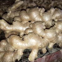 Gingembre frais biologique de Chine Anqiu/Laiwu (séché à l'air, qualité A, carton de 10 kg)