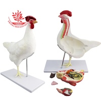 Modèle d'anatomie d'animal de compagnie, modèle d'anatomie, de squelette, chien, de chat, de vache, de lapin et de chien