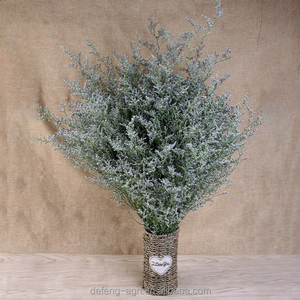 Flor de <span class=keywords><strong>Limonium</strong></span> StaticesinuateL Seca Natural a Precio de Mayoreo - Product Image 3