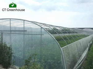 Nhà kính đường hầm - Product Image 5