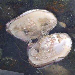 Ostrica d'acqua dolce molto grande <span class=keywords><strong>con</strong></span> 20-25 perle all'interno di una sola ostrica da 5-7 mm 1184427 - Product Image 3