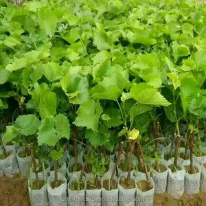 Non Woven Wholesale Grow <strong>Bags</strong> for Plants for <strong>Vegetables</strong> - Product Image 4