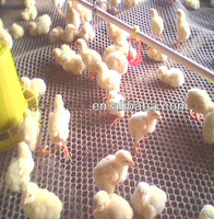 Meilleur prix! Livraison gratuite Filet d'élevage en plastique blanc ou vert, mailles plates pour oiseau de poulet, sol de cage de volaille