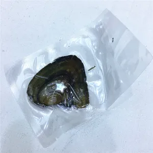 Vacuum-packaging natural baroque loose white oyster farming packaging fresh water pearl oyster with pearl gift DIY decorations