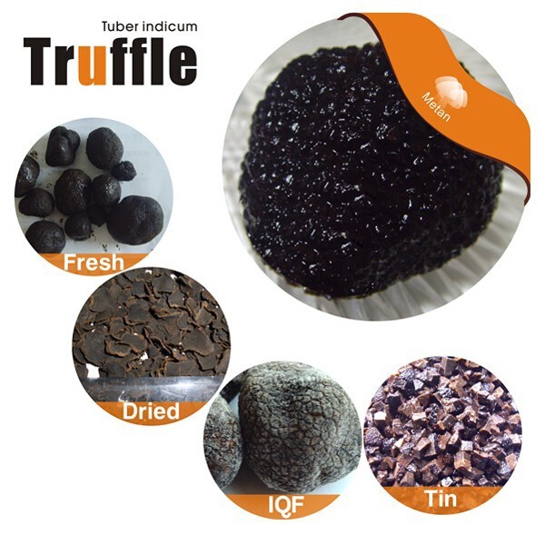 Detan Forêt Périgord Truffe