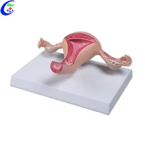 Medizinischen Anatomischen Gebärmutter Modell
