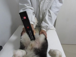 <span class=keywords><strong>Canine</strong></span> <span class=keywords><strong>Hip</strong></span> электронный Гониометр для CHD (<span class=keywords><strong>canine</strong></span> <span class=keywords><strong>hip</strong></span> <span class=keywords><strong>dysplasia</strong></span>) инструменты для проверки ПЭТ ортопедический инструмент - Product Image 4