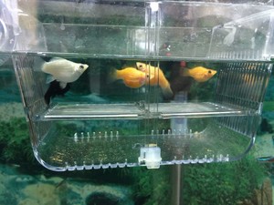 ตู้ปลาอะคริลิคแบบ2 In 1,กล่องแยกและเพาะพันธุ์ปลา - Product Image 2