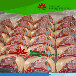 Mô Hình Cơ Quan Giải Phẫu Người Và Cơ Quan Sinh Dục Bên Trong Và Bên Ngoài Nữ - Product Image 2