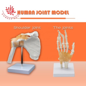 Loạt Mô Hình Khớp Trình Diễn Dây Chằng Chức Năng Vai, Khuỷu Tay, Hông, Đầu Gối, Bàn Tay, Bàn Chân Mô Hình Xương Khớp - Product Image 5