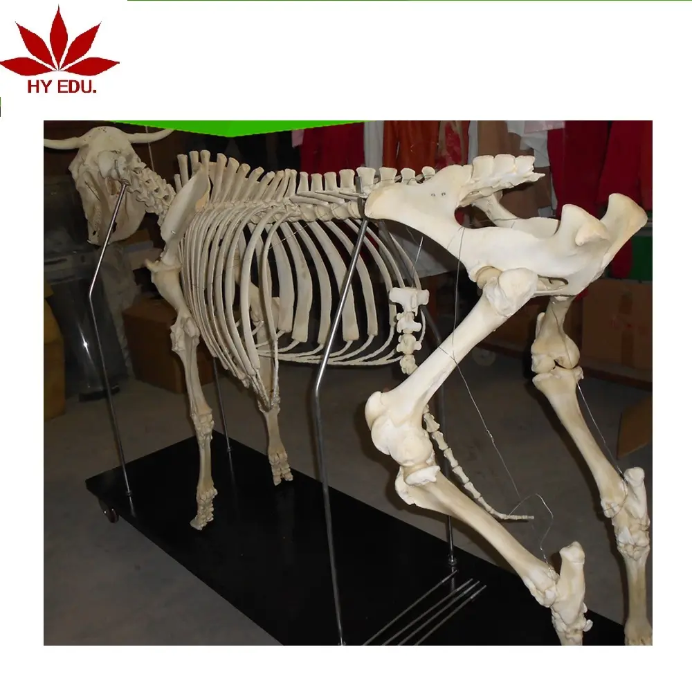 Modelo de caballo se hizo por ourselves fábrica caballo modelo de esqueleto