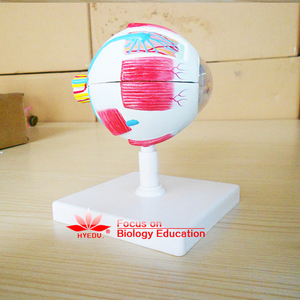 Mô Hình Mắt Giải Phẫu Mở Rộng Nâng Cao Từ Nhà Máy Trực Tiếp - Product Image 6
