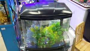 Peces Betta Siamés tanque nano acuario completo + envío alimentos - Product Image 3