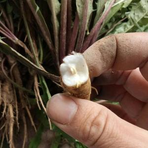 野生タンポポの根をスライスした生茶乾燥