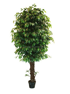 Árbol decorativo de jardín de interior bonsai ficus microcarpa, banyan bonsai - Product Image 3