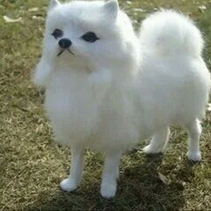 Cachorro para venta falsas Siberian <span class=keywords><strong>Husky</strong></span> cachorro para la venta - Product Image 1