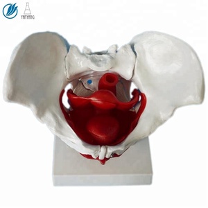हटाने योग्य अंगों के साथ मानव शरीर रचना मॉडल महिला श्रोणि - Product Image 3