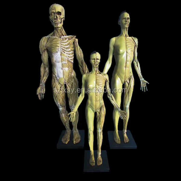 Modello anatomico del corpo umano del simulatore anatomico dei muscoli del corpo umano medico con organo interno