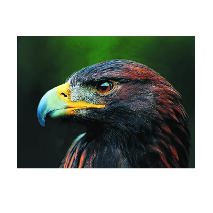 Lifelike 3d printing effect picture of animal eagle bird