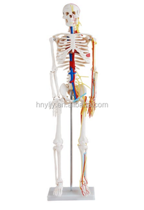 Modèles de squelette anatomique en plastique de 85 cm pour l'enseignement médical, avec nerfs et vaisseaux sanguins, squelette avec nerfs - Product Image 2
