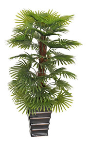 Árbol decorativo de jardín de interior bonsai ficus microcarpa, banyan bonsai - Product Image 4