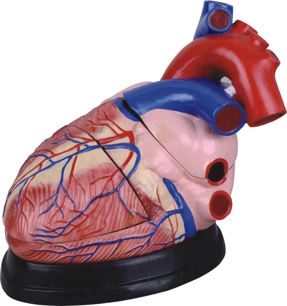 4 Kali Manusia Ukuran Hidup Anatomi Jantung Model