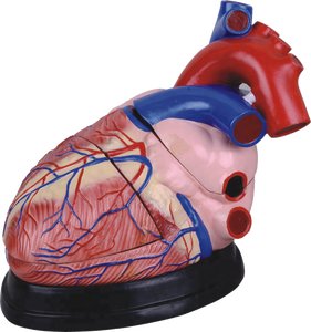 4 बार जीवन आकार मानव हृदय शरीर रचना विज्ञान मॉडल - Product Image 1