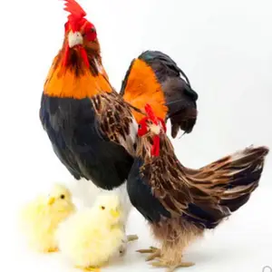 Mewah Tampilan Kuning Lucu Hadiah Anak-anak Asli Ayam Kuning Mewah Realistis Ayam Betina dan Ayam Jantan
