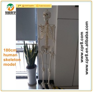 Made In China squelette humain anatimical transobtorator modèle - Product Image 1