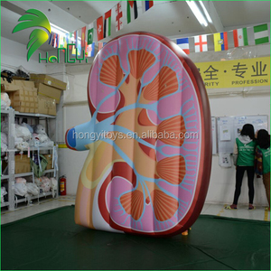 Tùy Chỉnh Khổng Lồ Không Khí Tim Gan Phổi Lá Lách Thận Cơ Thể Con Người Mô Hình/<span class=keywords><strong>Inflatable</strong></span> Thận Organ Để Hiển Thị - Product Image 3