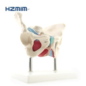 Weibliches Becken modell mit Muskeln und Organen Becken Anatomisches Skelett modell - Product Image 5
