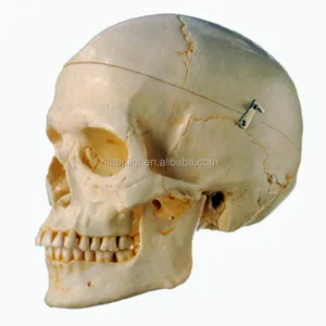 Human Adult Skull Anatomical Teaching Artificial Skull Model