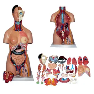 التعليم الطبي البلاستيك الإنسان نصف الجسم 85 سنتيمتر للجنسين الجذع 38 أجزاء
