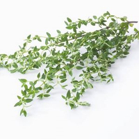 Natural Pure Antioxidant Thyme Oil
