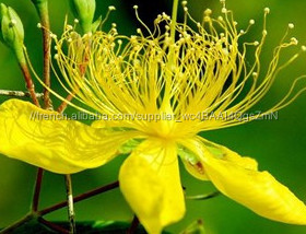 Haute Qualité GMP et KOF-Casher St John's Wort Extrait 0.3% hypéricine - Product Image 3