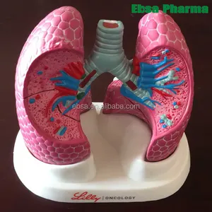 Avanzada suministros médicos humanos enseñanza pulmón modelo anatómico para la Escuela de Medicina