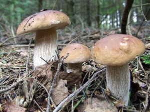 Detan salvaje fresco setas <span class=keywords><strong>boletus</strong></span> producción - Product Image 3