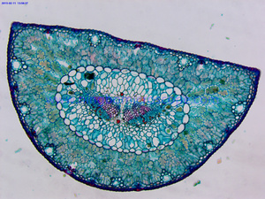 <span class=keywords><strong>40X</strong></span>-1000X 생물 디지털 Trinocular 현미경 카메라 - Product Image 6