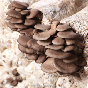 Xuất Khẩu Nấm Khô Hàu Detan - Product Image 3