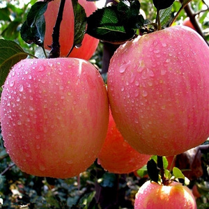 <span class=keywords><strong>Manzana</strong></span> Red <span class=keywords><strong>Delicious</strong></span> - Product Image 3