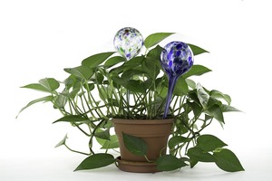 AG0250 Jardinage Solutions Hydro Globes Mini Automatique <span class=keywords><strong>Arrosage</strong></span> Ampoules, 4 Pièce Ensemble De Luxe - Product Image 3
