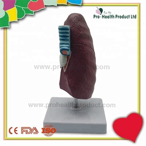 Modèle de poumon malade du système respiratoire en pathologie - Product Image 4