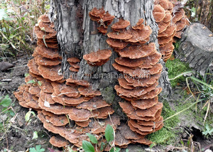 Naturel Certifié Biologique turquie queue extrait de champignon/champignons polypores versicolores extrait - Product Image 3