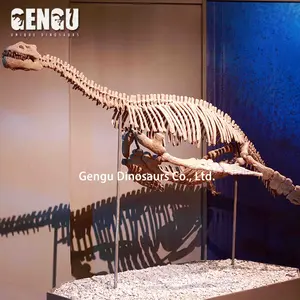 실제 크기 공룡 해골 화석 복제