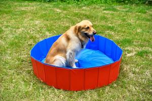 Portatile Pieghevole Del Cane Vasca da bagno Pet Dog Nuoto <span class=keywords><strong>Piscina</strong></span> di Plastica Estate Pet Pulizia & Grooming Prodotti per <span class=keywords><strong>Cani</strong></span> Prodotti Da Bagno Per - Product Image 2