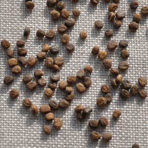 زرع بذور بذور بذور باناكس الجينسنغ الجينسنغ الطبيعية للبيع - Product Image 6
