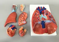 Модель легких в натуральную величину 3/4, модель анатомии легких в форме ларинкса, сердца, есть 7 съемных частей для демонстрации туловища человека